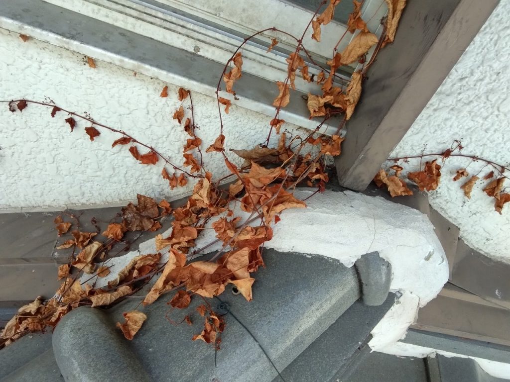 加古川市 屋根点検 和瓦 草